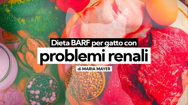barf gatto problemi renali
