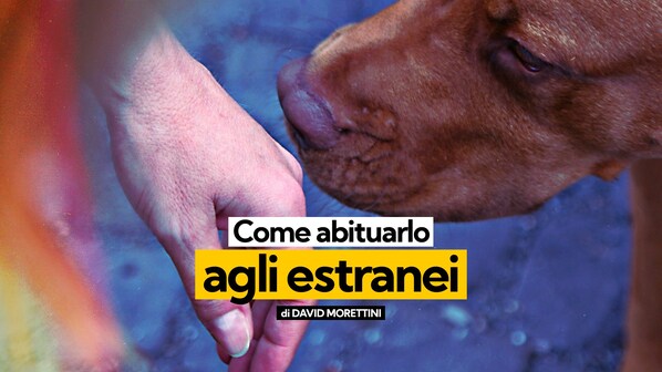cane estranei