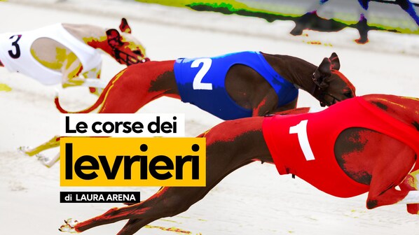 corse levrieri