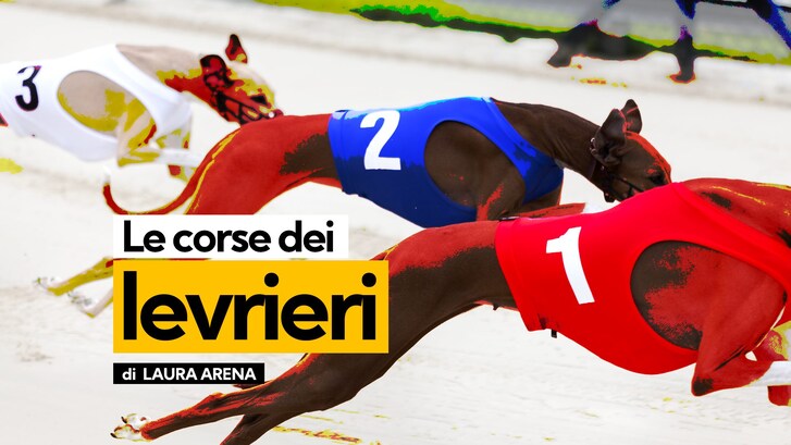 corse levrieri