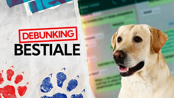 Labrador debunking