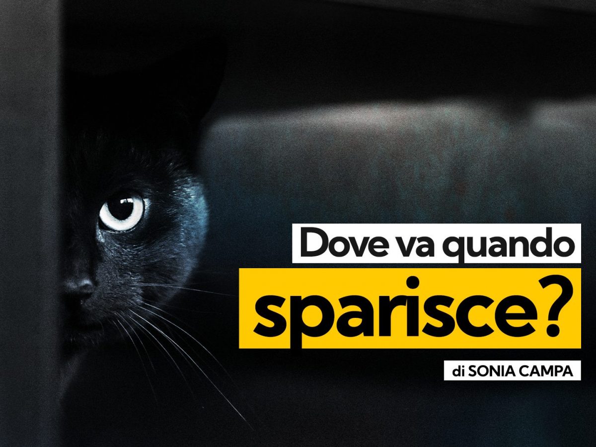 Dove vanno i gatti quando spariscono?