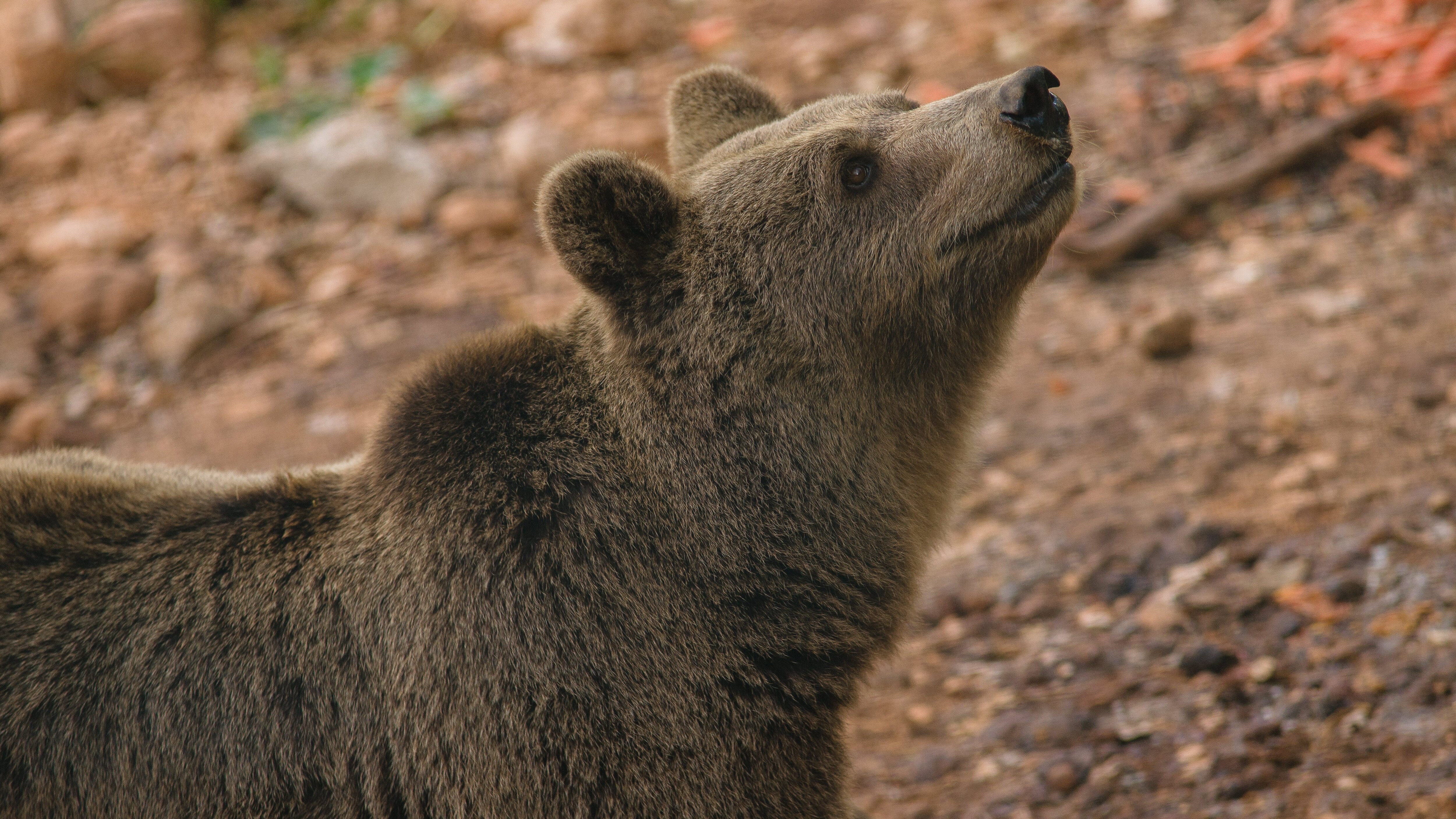 Orso marsicano