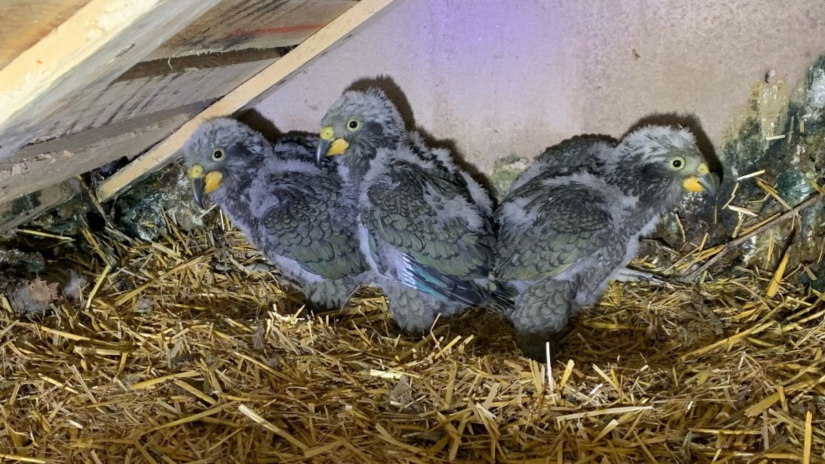 pappagalli kea pulcini