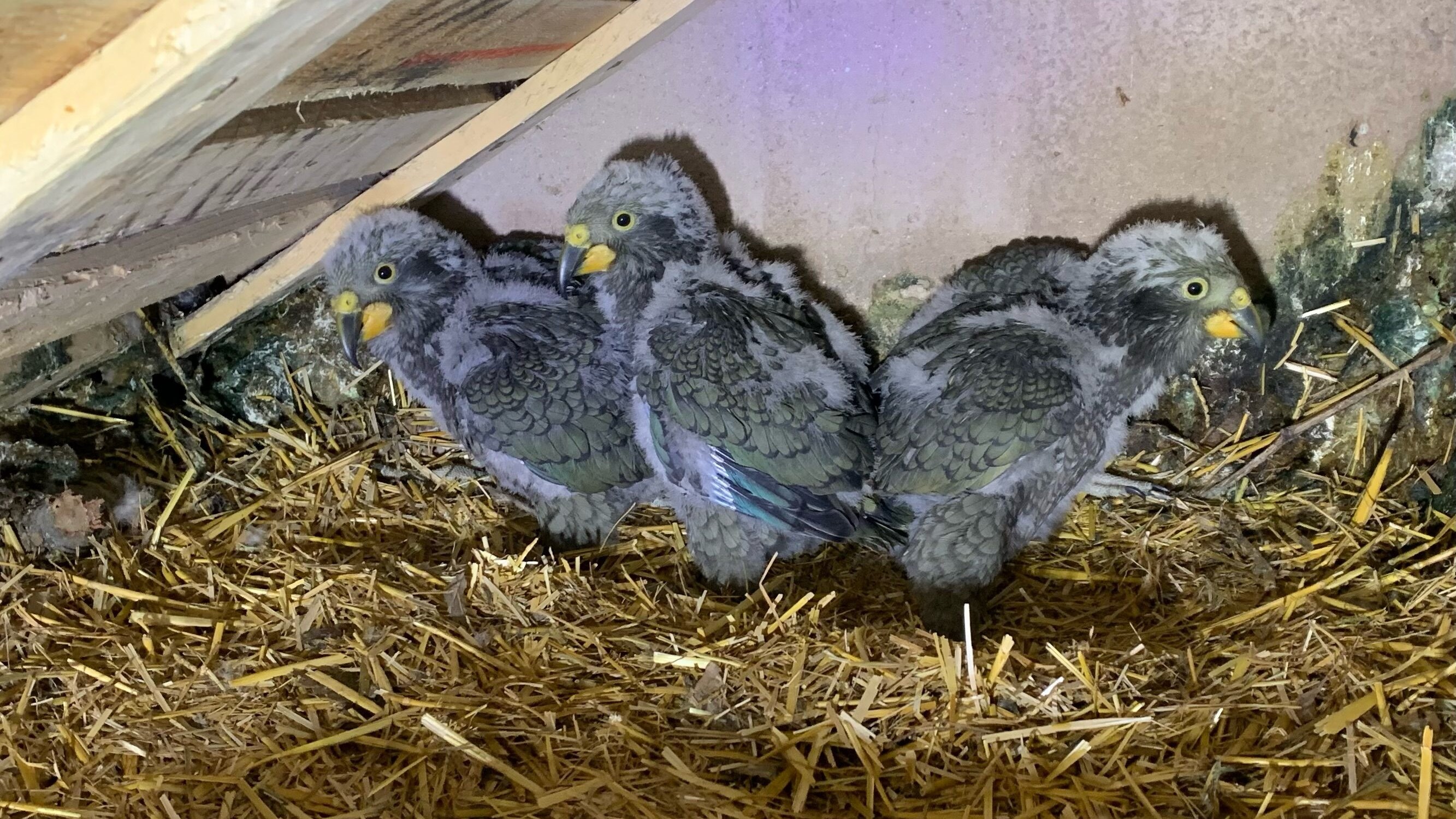 pappagalli kea pulcini