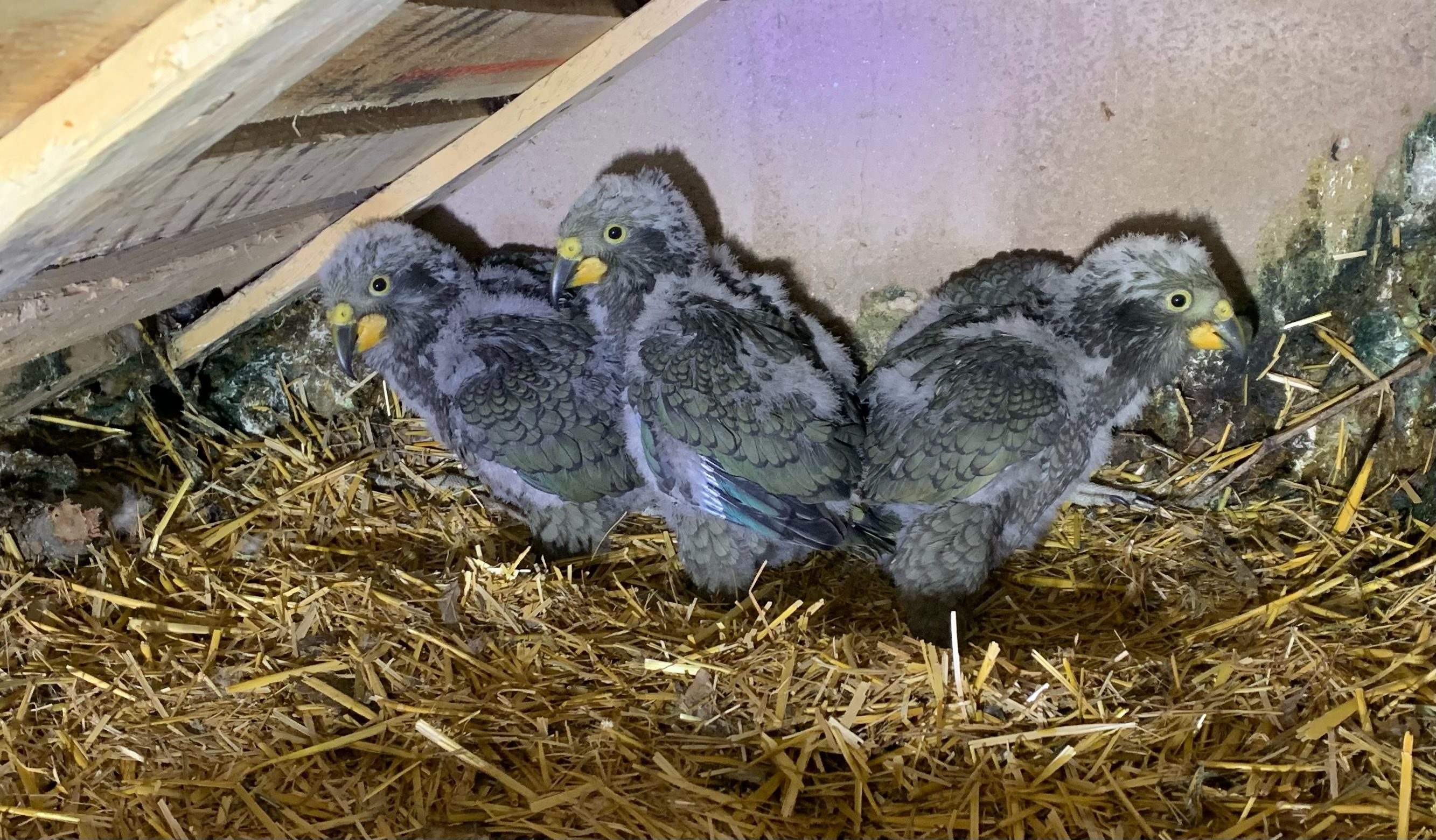pappagalli kea pulcini
