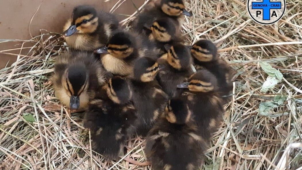 anatroccoli germano reale