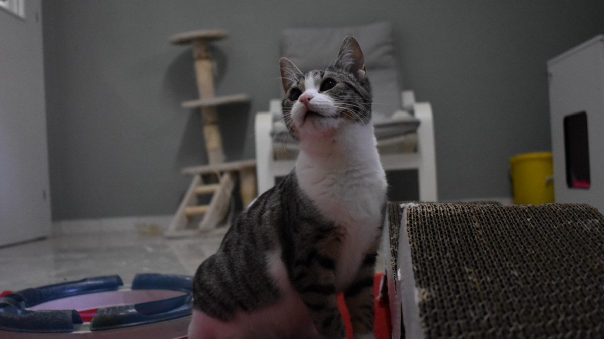 cat house milano gatto