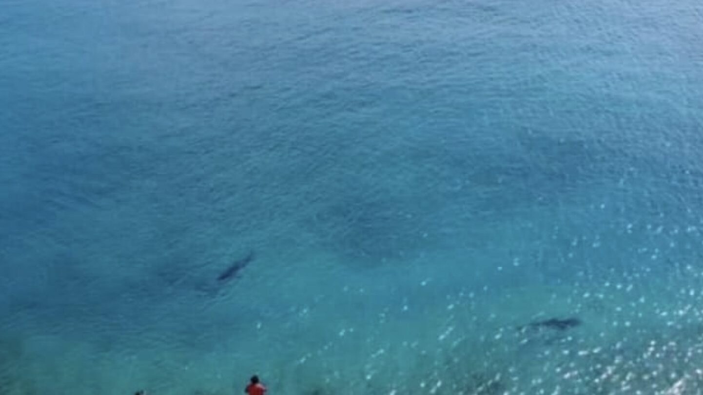 colombia squalo tigre