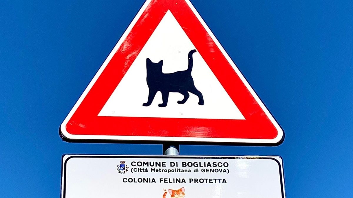 colonia felina bogliasco