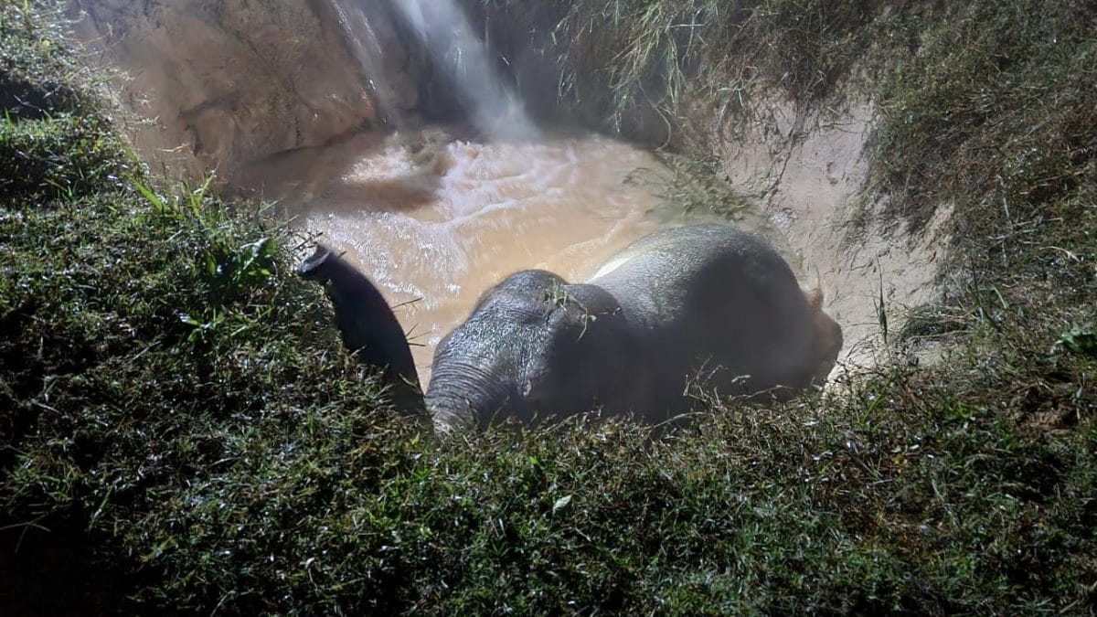 elefantino buca india