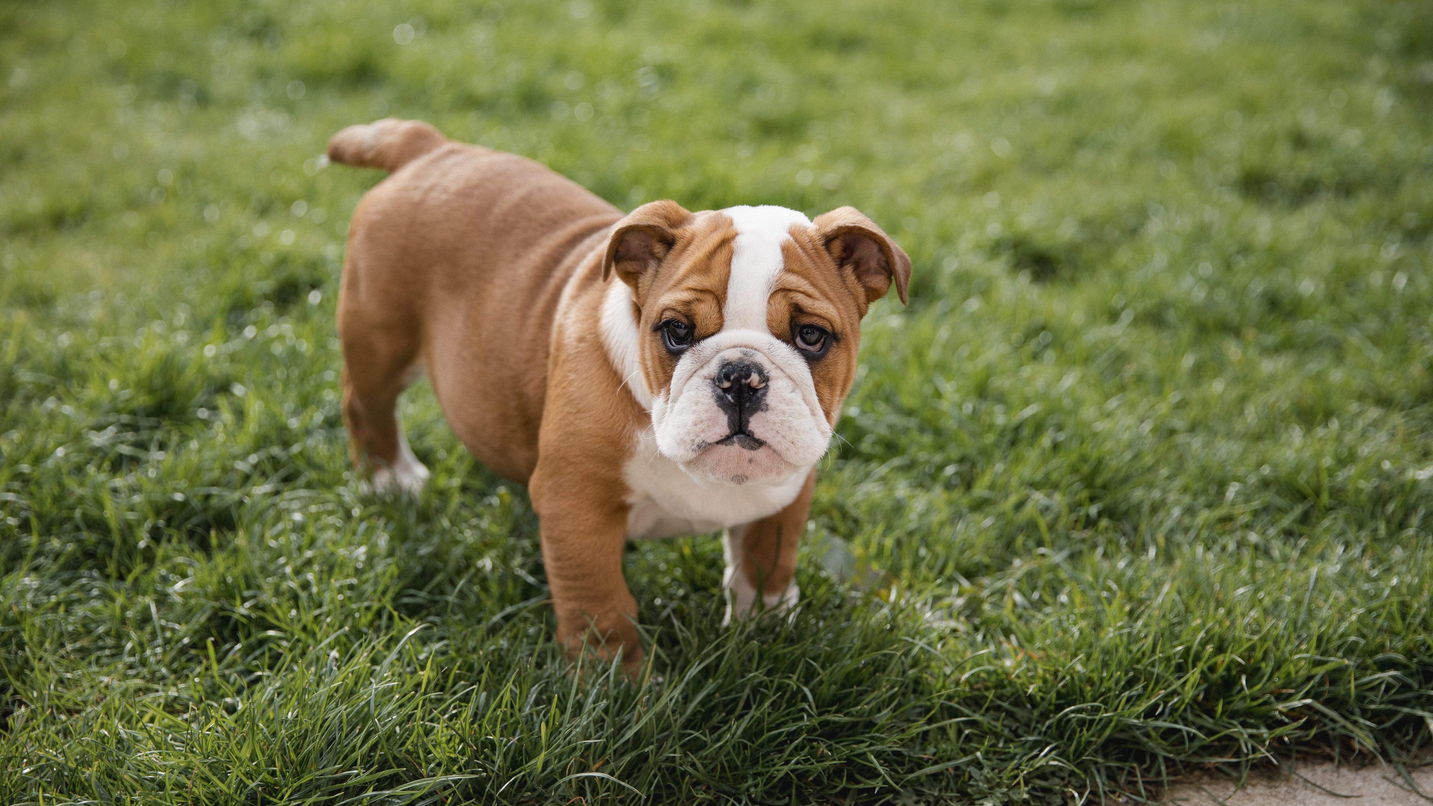 bulldog italia