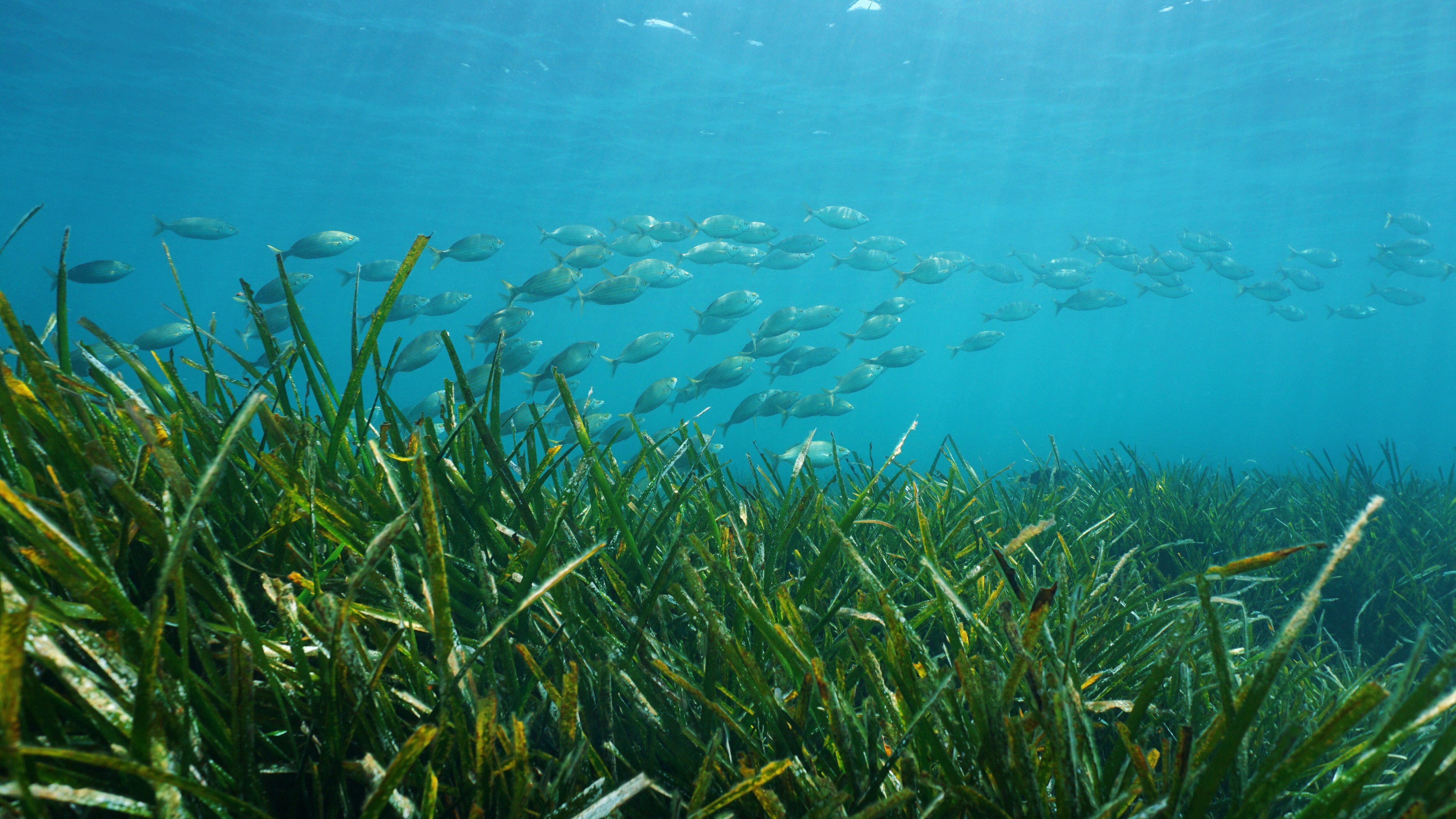 posidonia immersioni arte