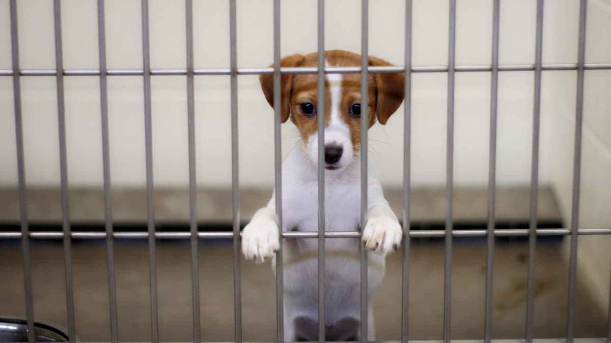 animale sperimentazione