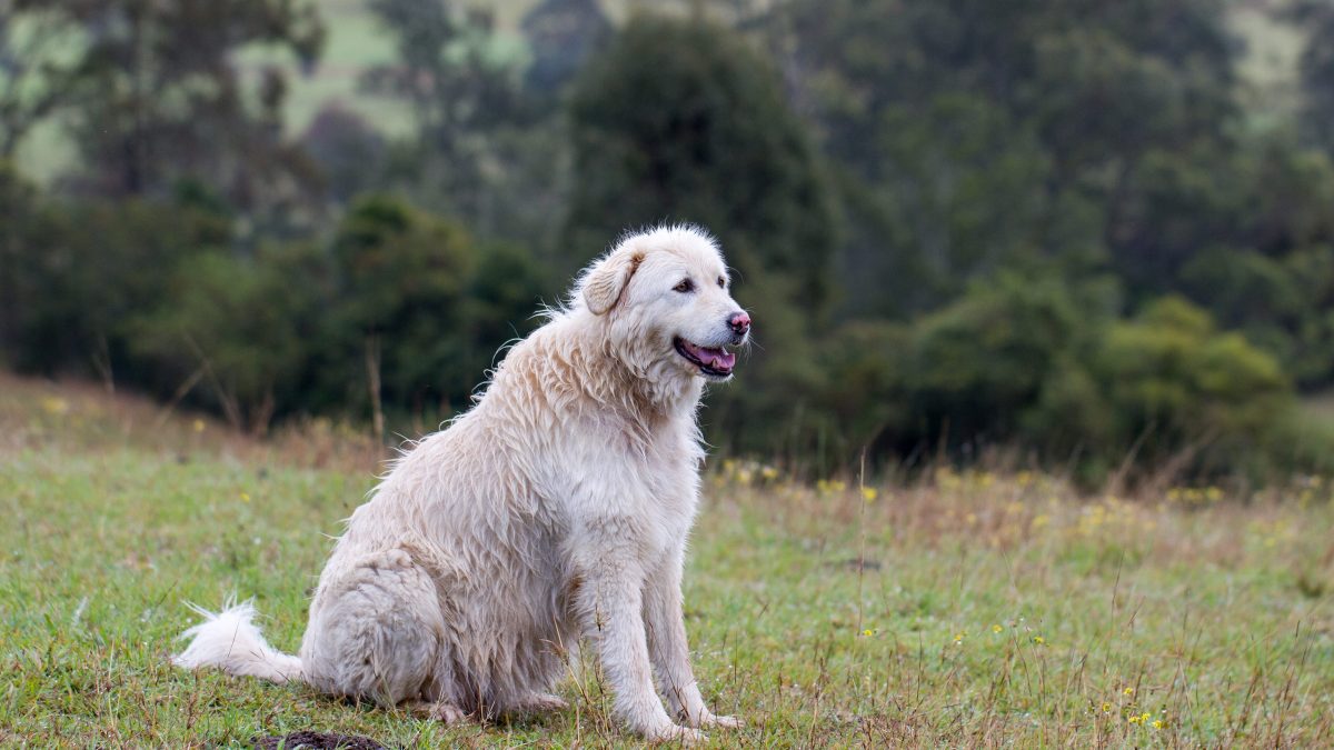 cane pastore pastore maremmano