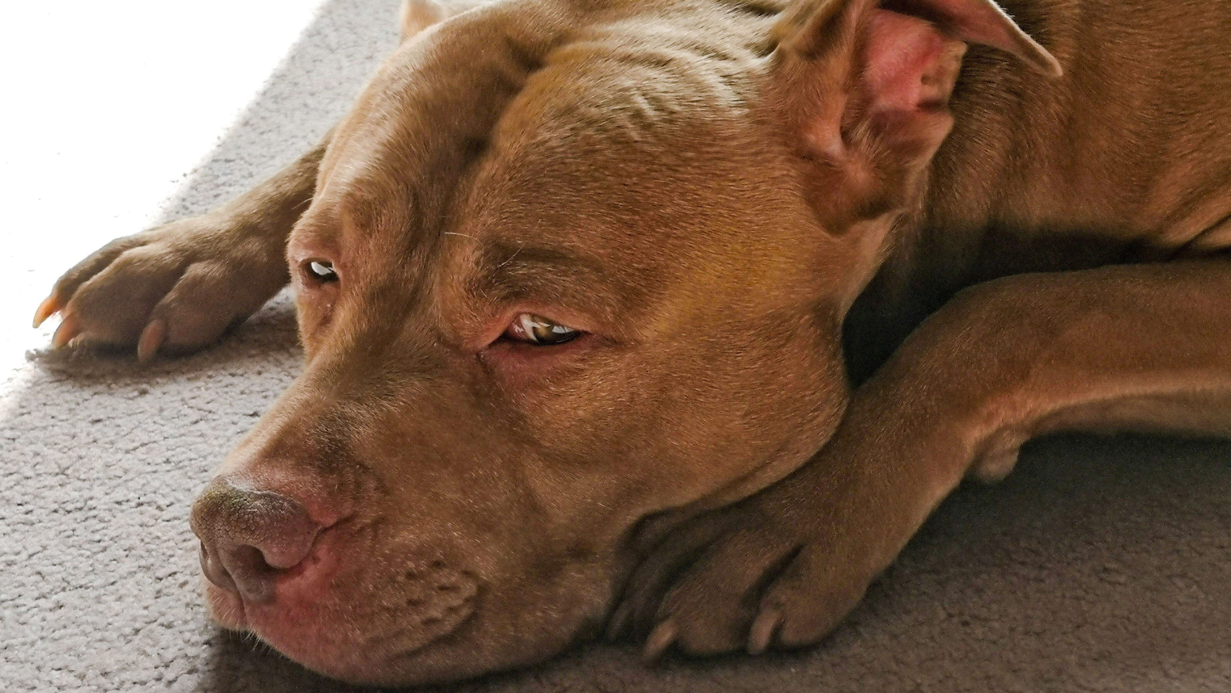 pitbull