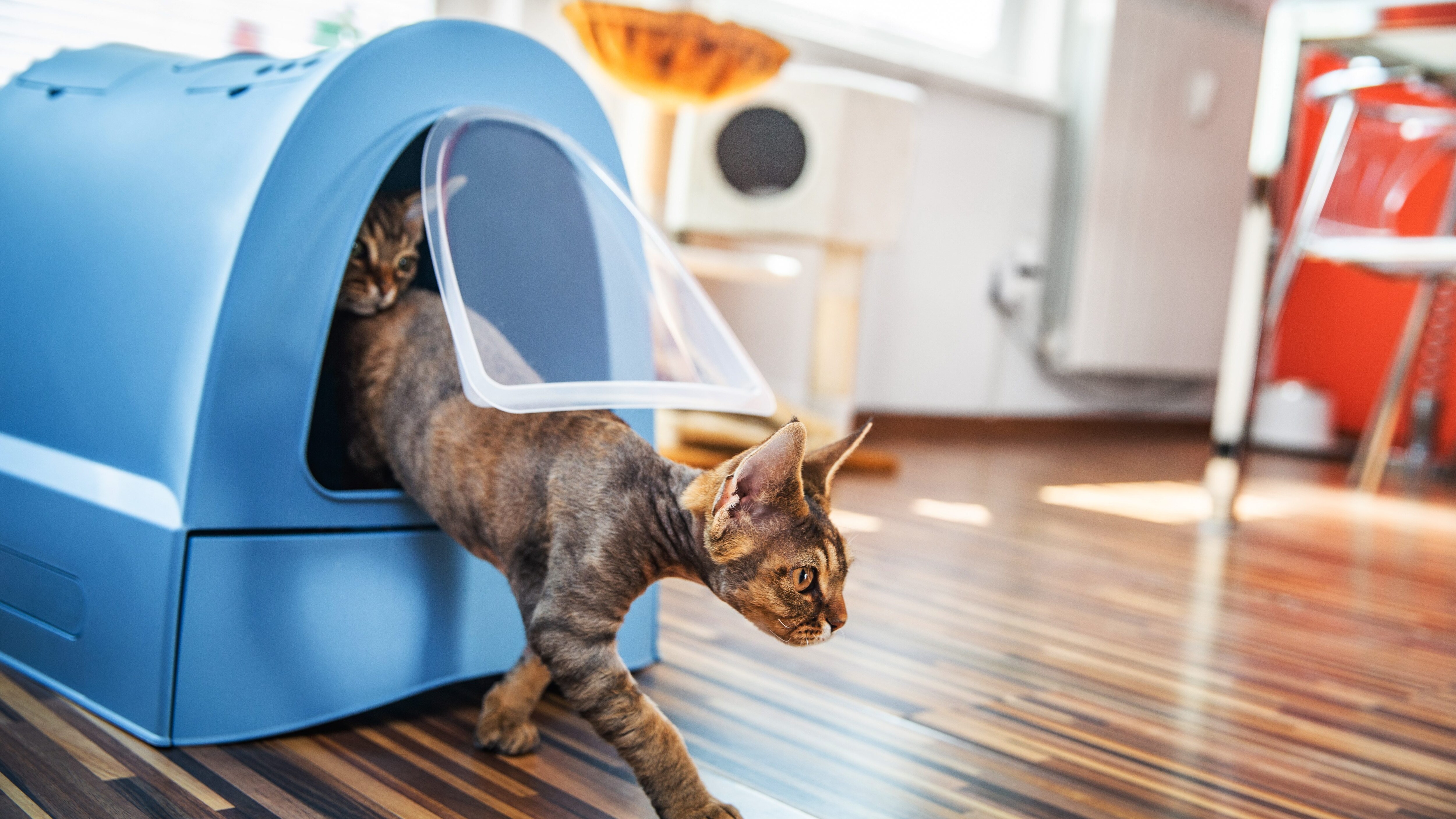 lettiera autopulente gatto