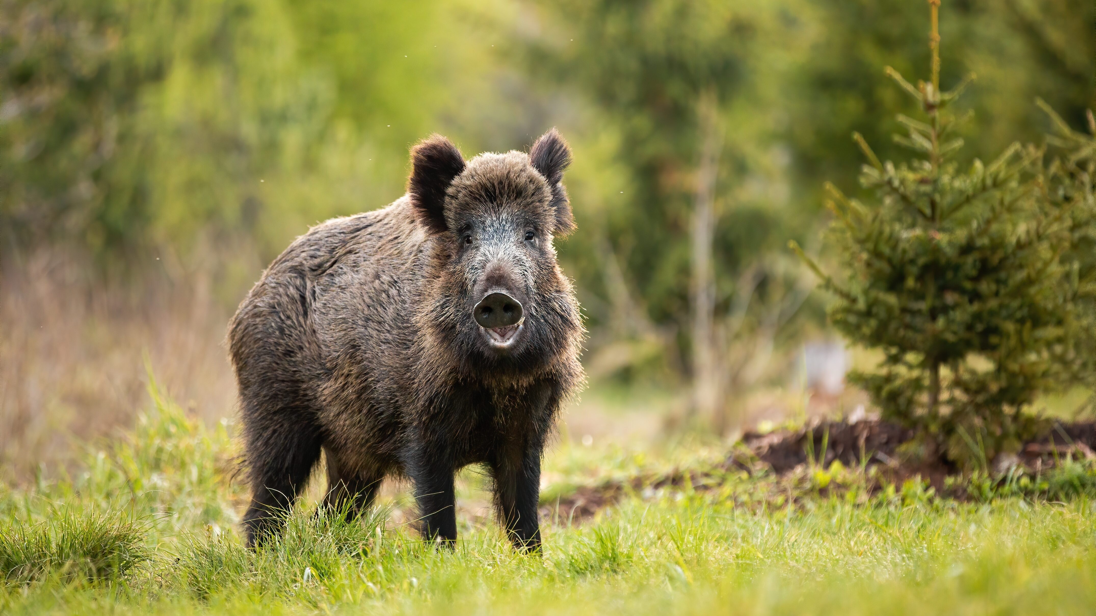 cinghiale depopolamento