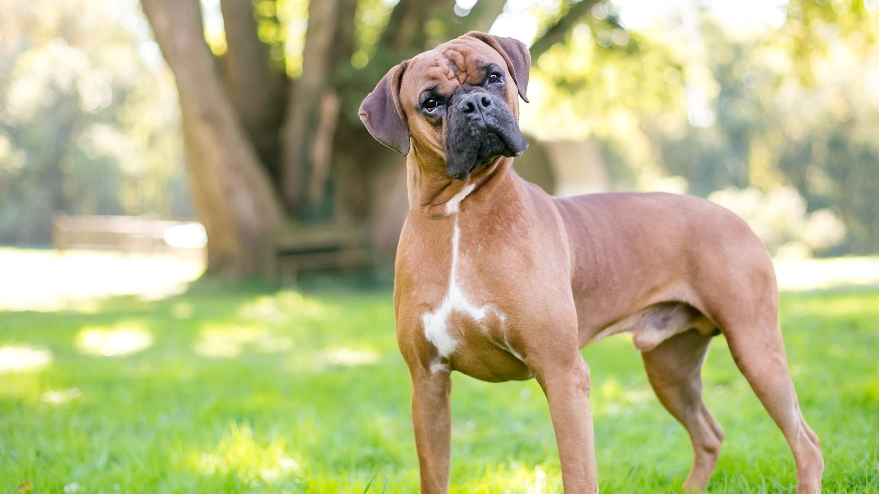 boxer cane