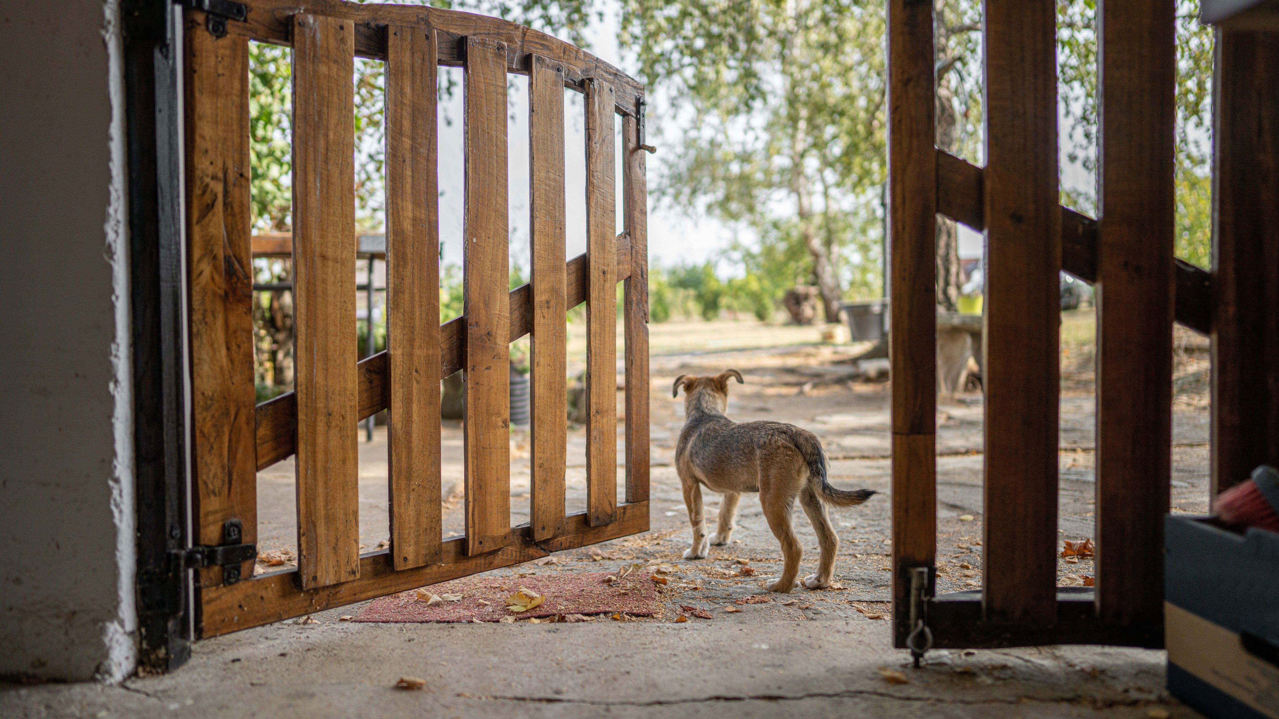 cani proprietà privata