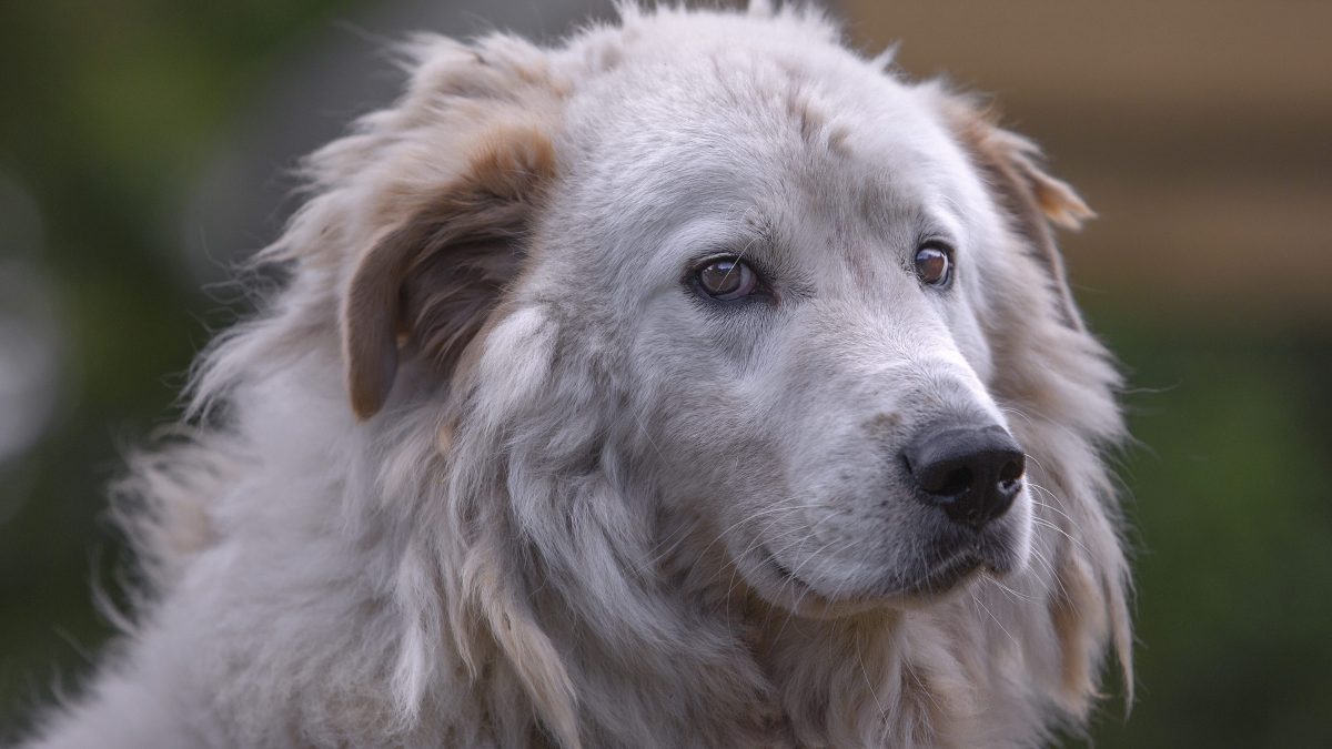 cani pastore bettola