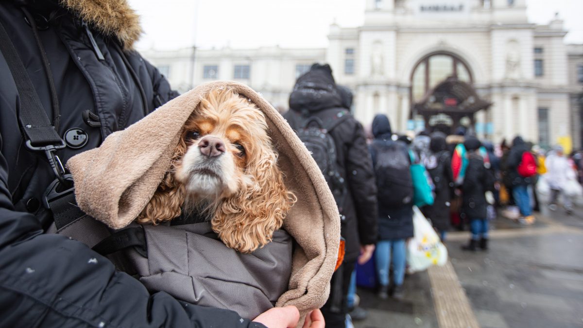 ucraina cane rifugiato di Lviv