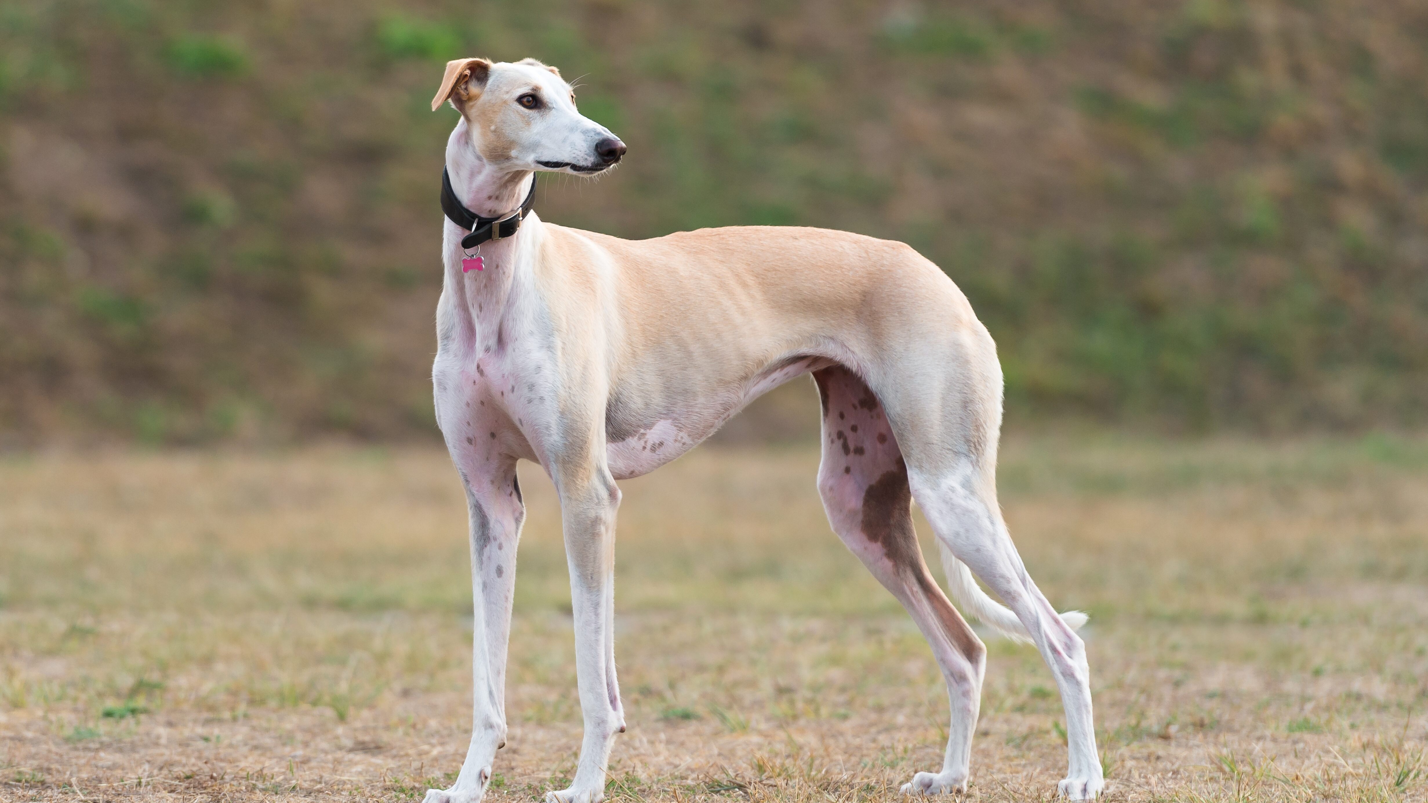 galgo