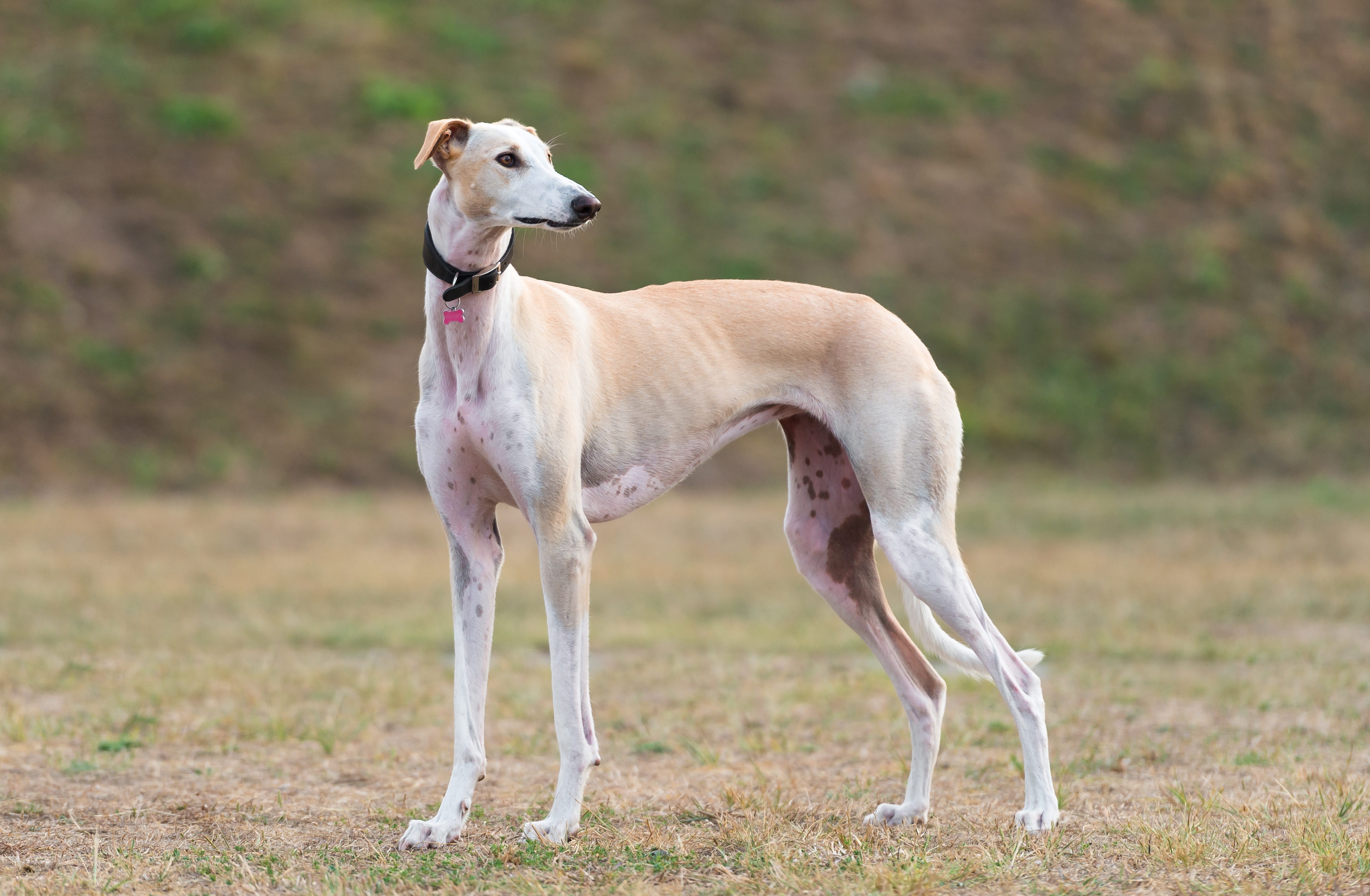 galgo