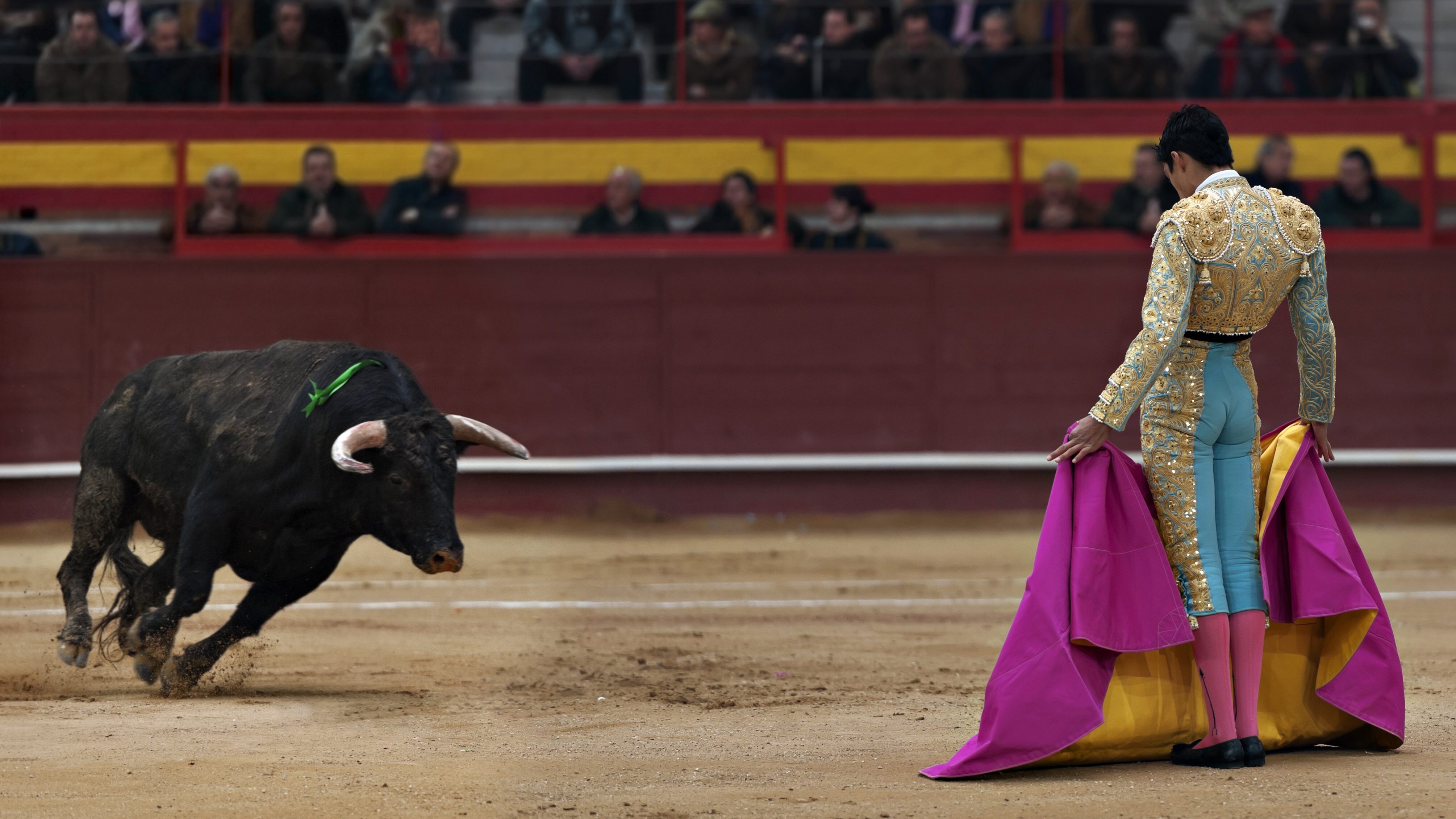 toro corrida spagna