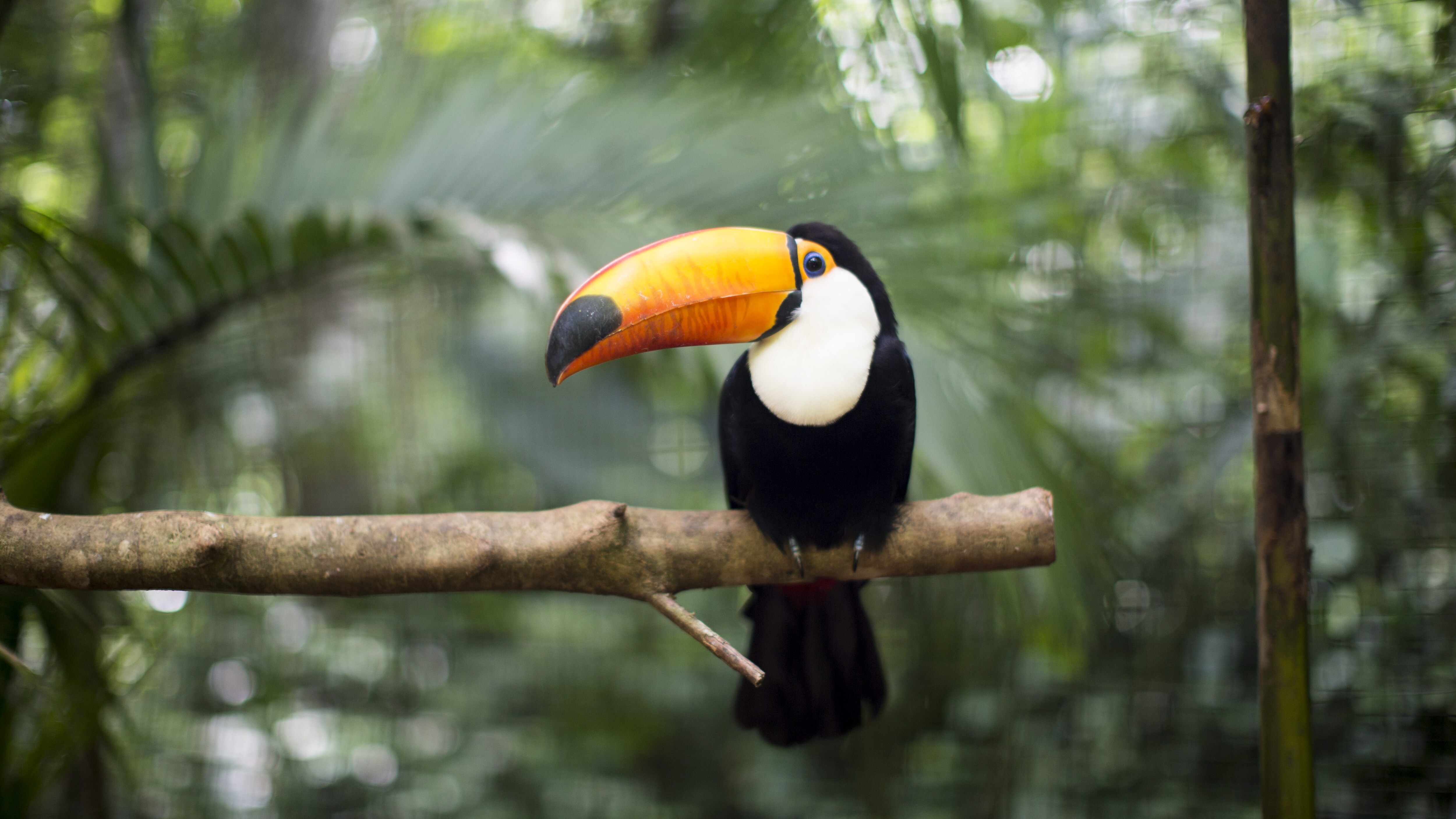 animali selvatici onu