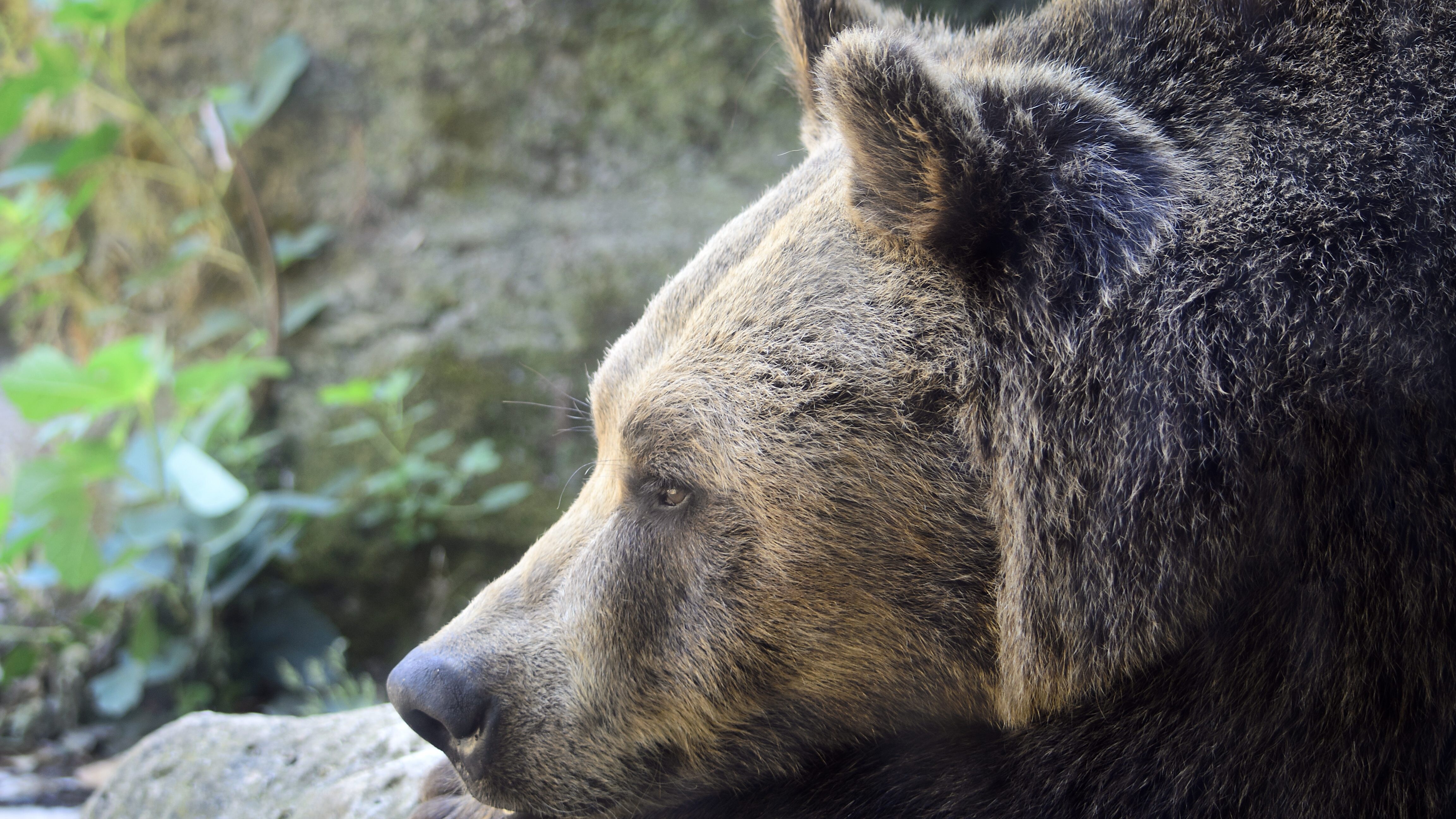 orso marsicano