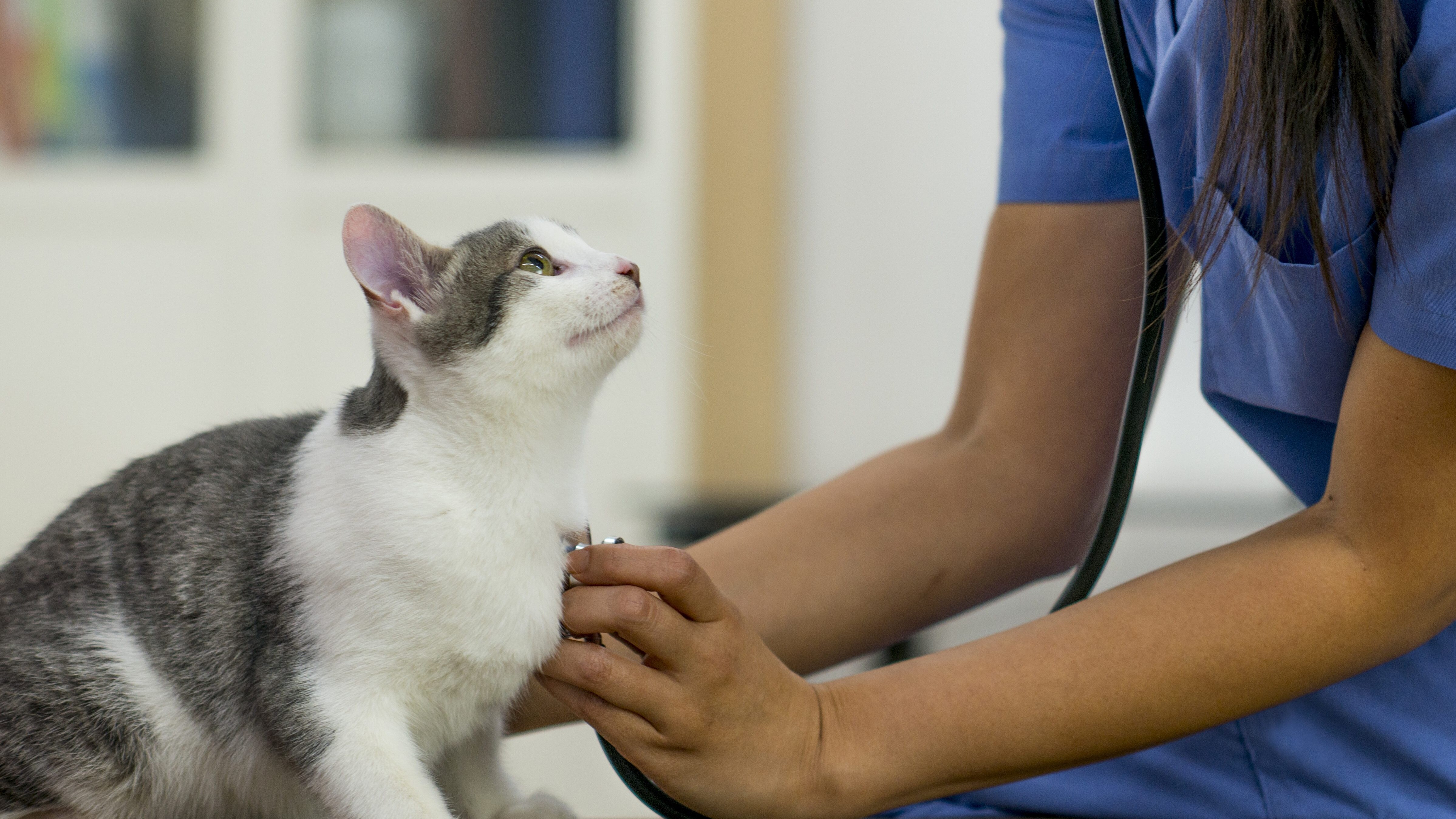 veterinari napoli ucraina