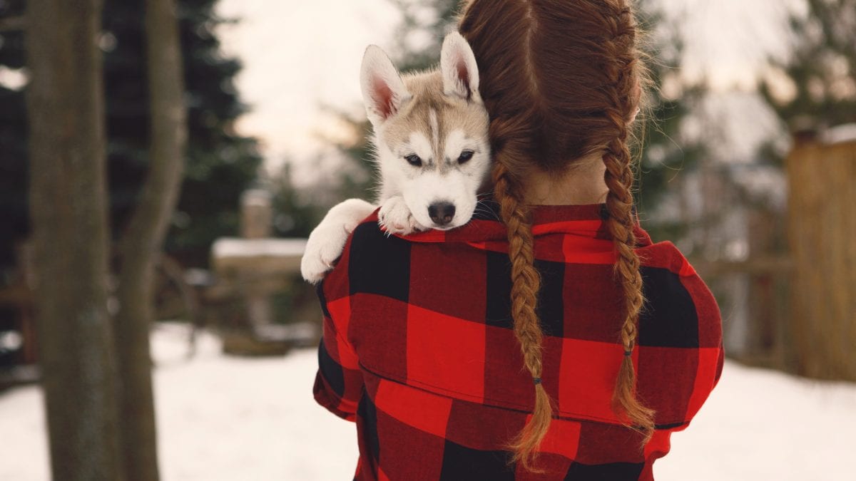 husky bambina ucraina avellino