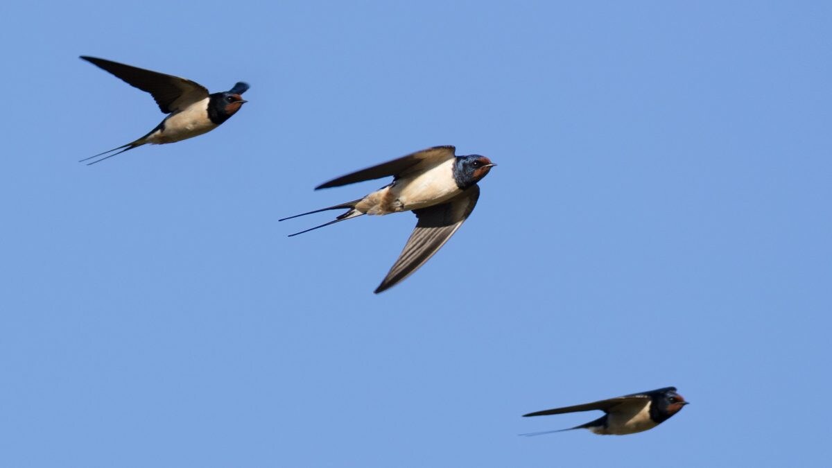 rondini roma ordinanza
