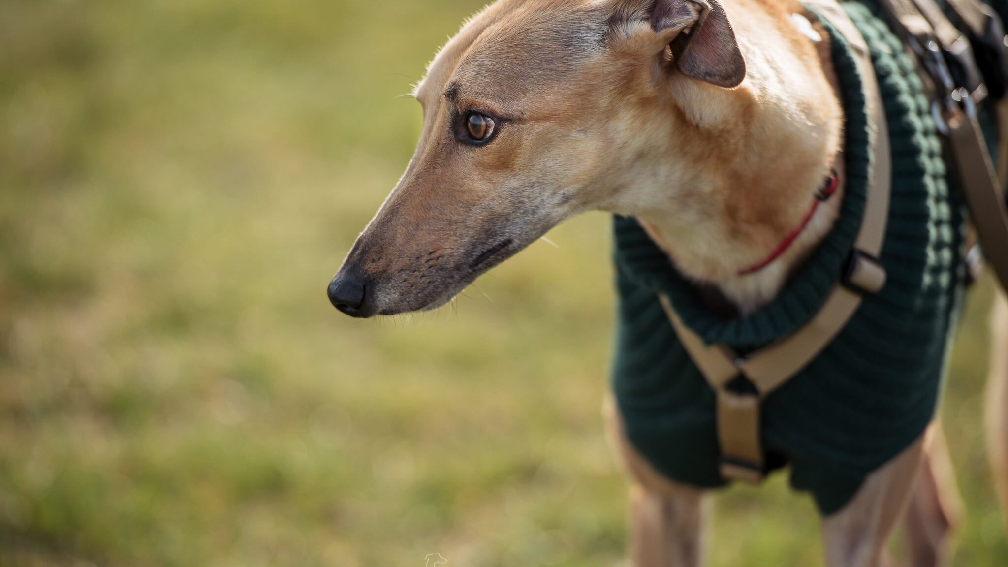 pet levrieri