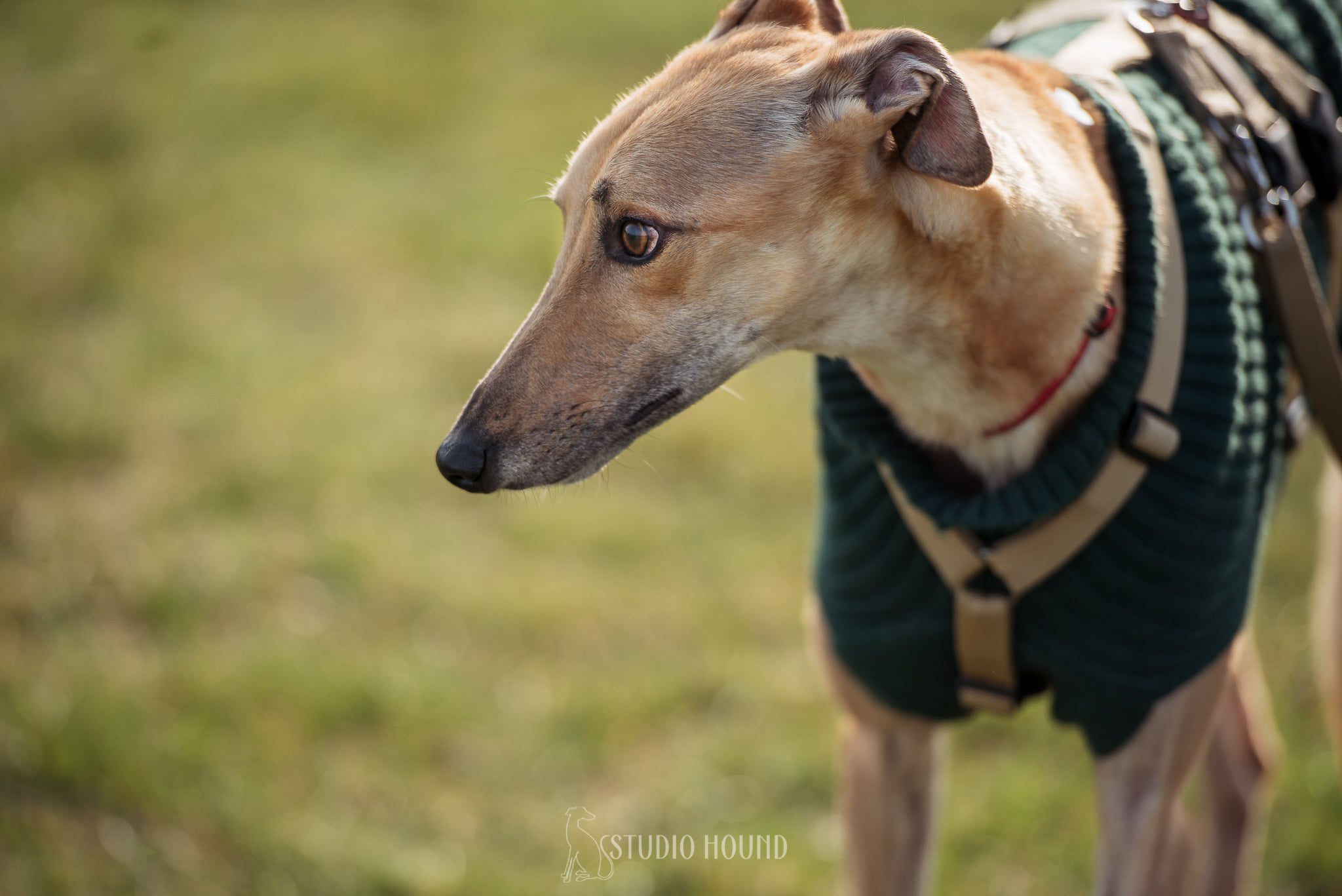 pet levrieri