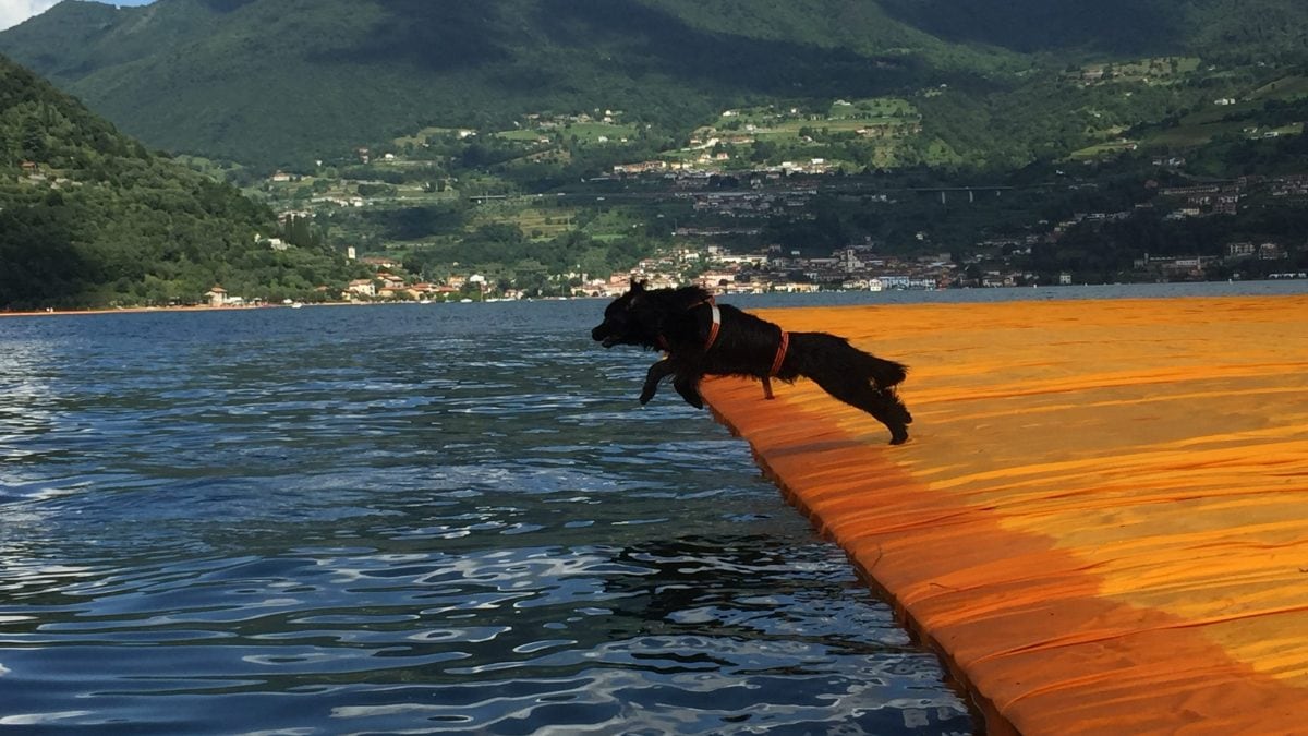 Immagine