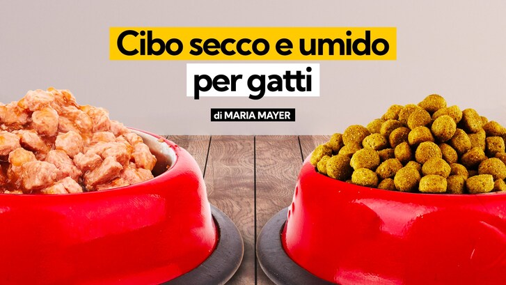 cibo secco umido gatti