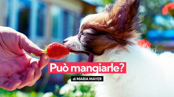 cane fragola