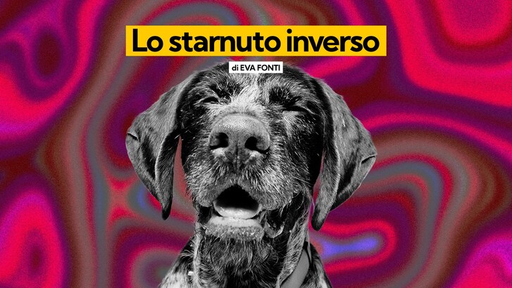 starnuto inverso