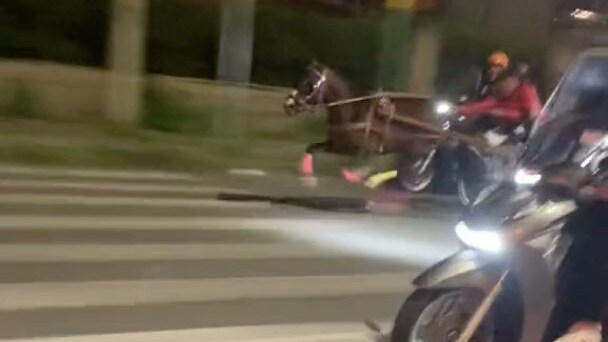 corsa clandestina cavalli