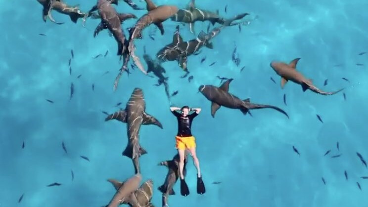 nuoto squali maldive