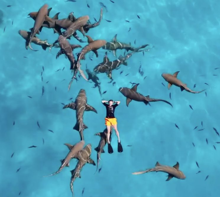nuoto squali maldive
