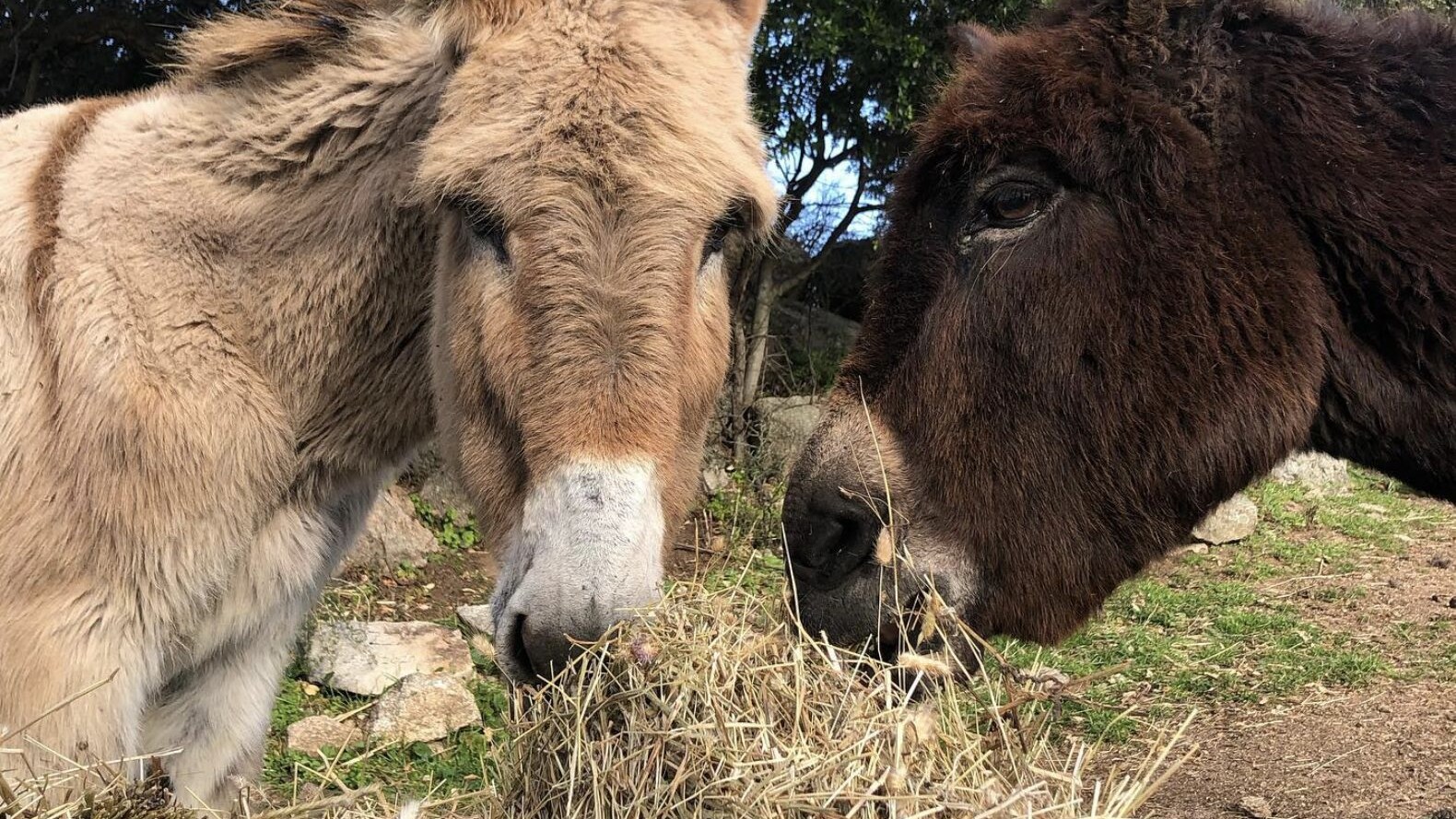 Santuario Animali Liberi