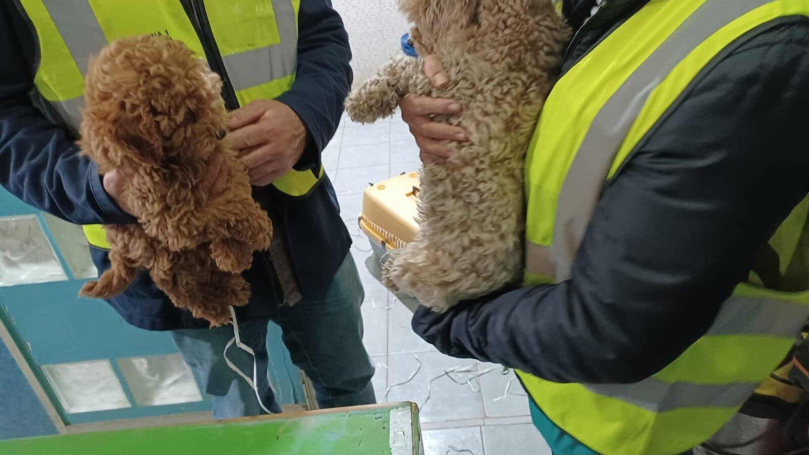 asl cani Napoli