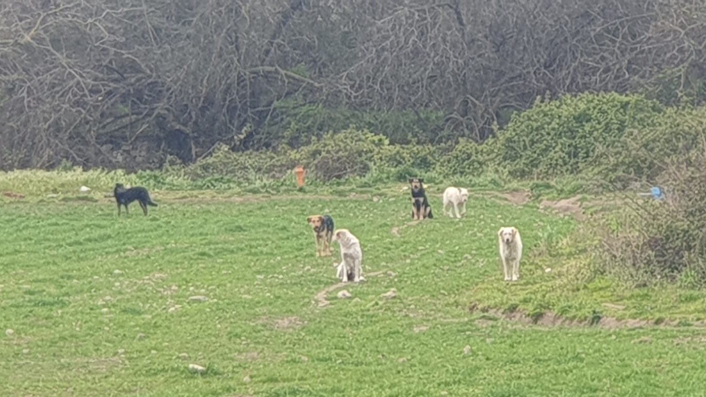 cani liberi caserta