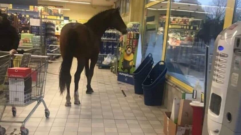 cavallo eurospin sardegna