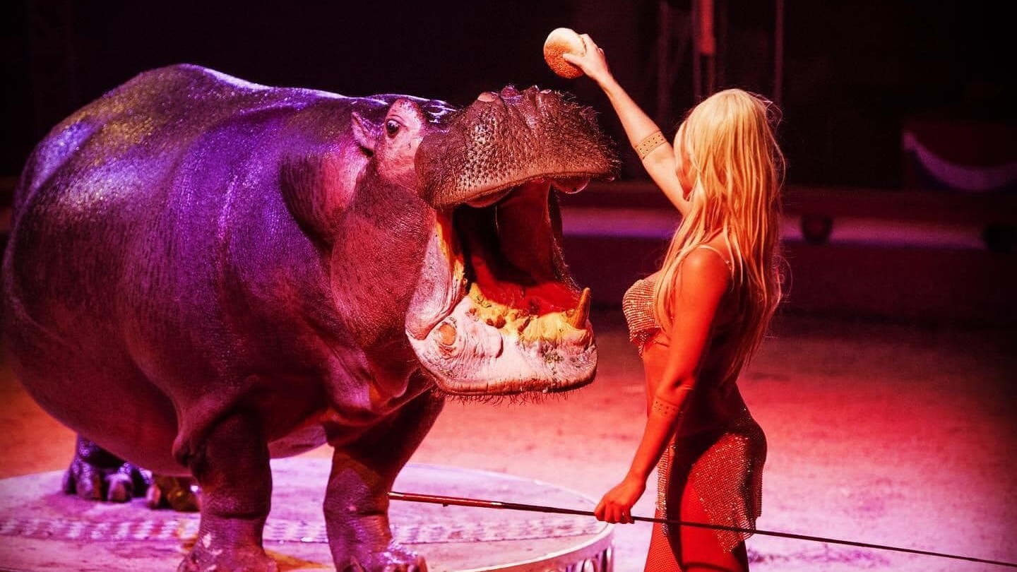 circo royal avellino