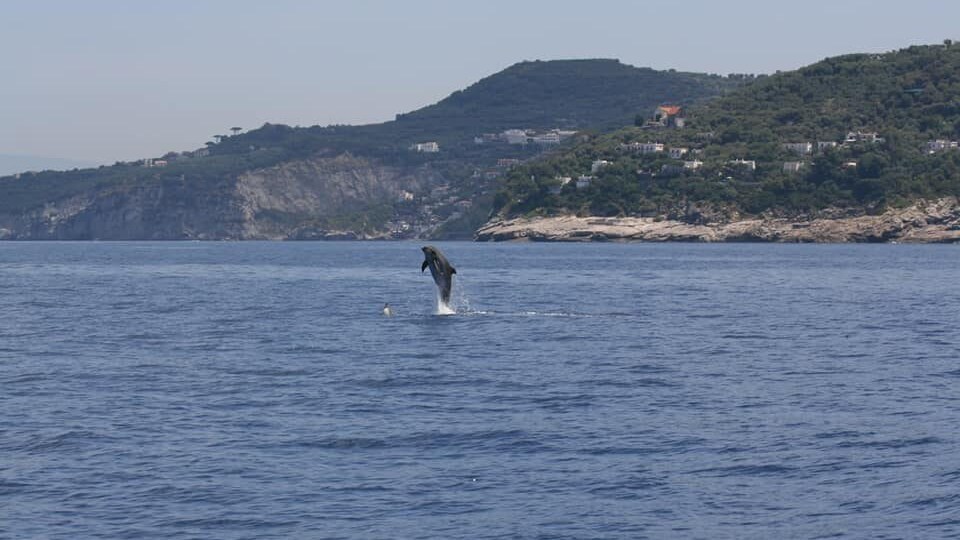 delfino amp punta campanella