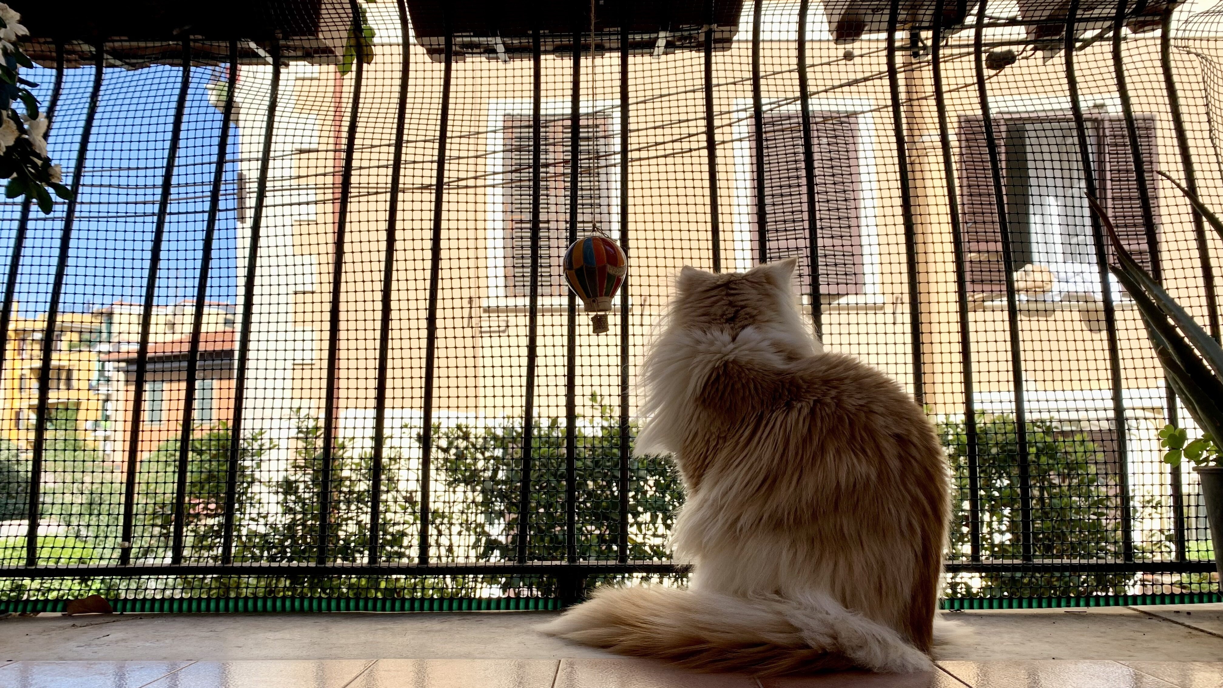 gatto balcone